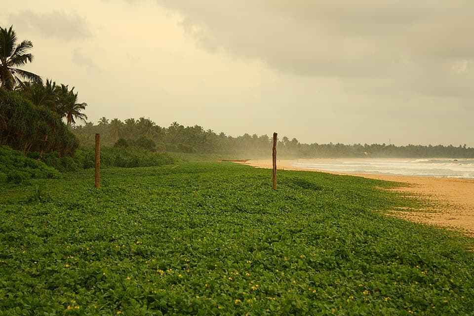 Beach creepers covering the dune at Ahungalla, with the sand and surf beyond