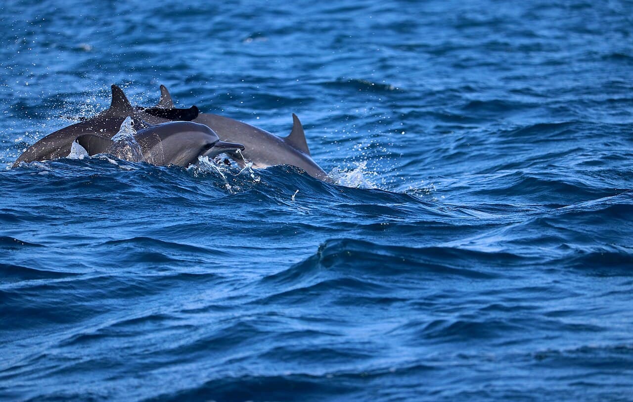 A pod of spinner dolphins surfacing off Kalpitiya, in the waters of the Bar Reef sanctuary