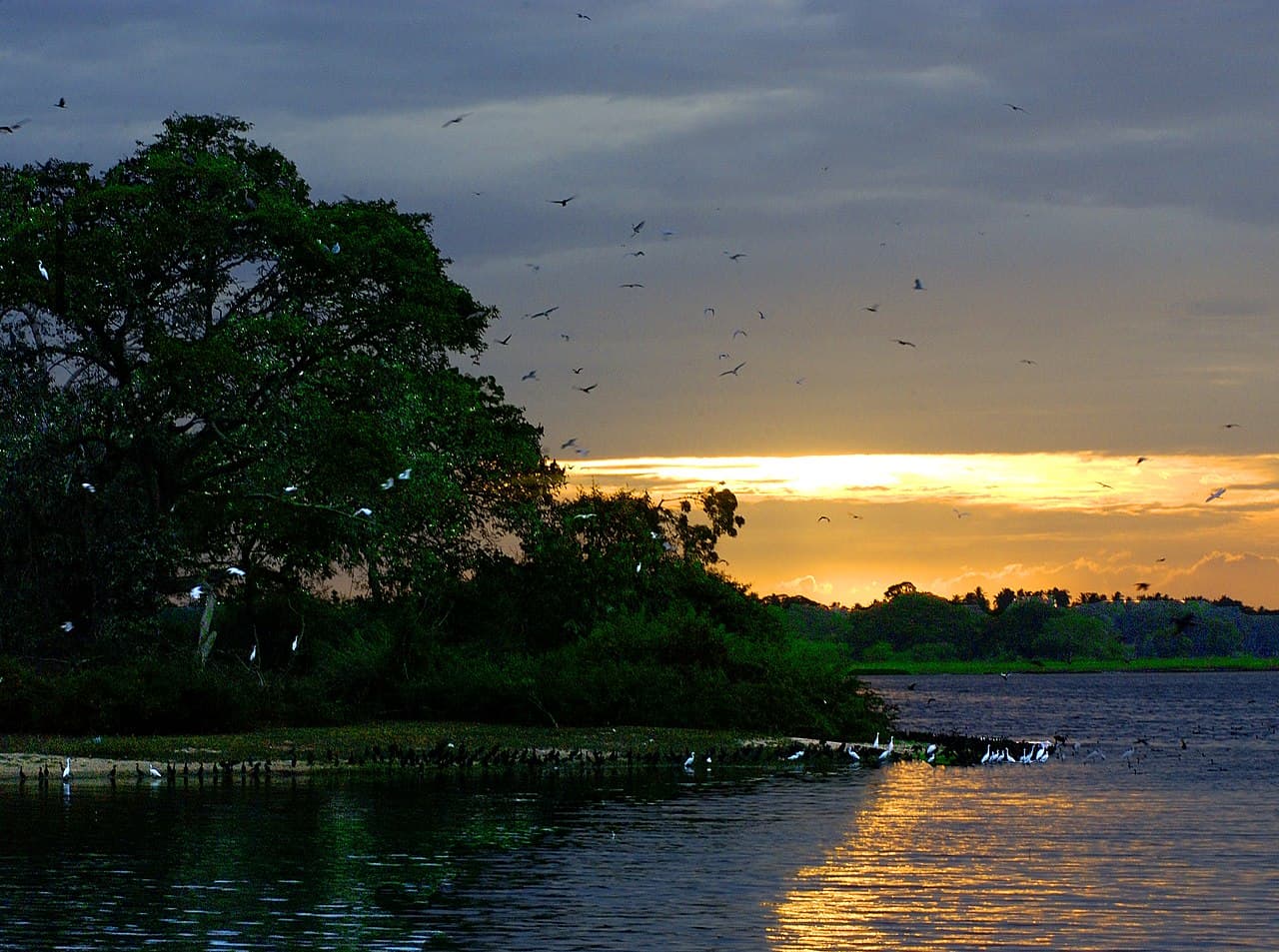Flamingos on a lagoon in Bundala National Park