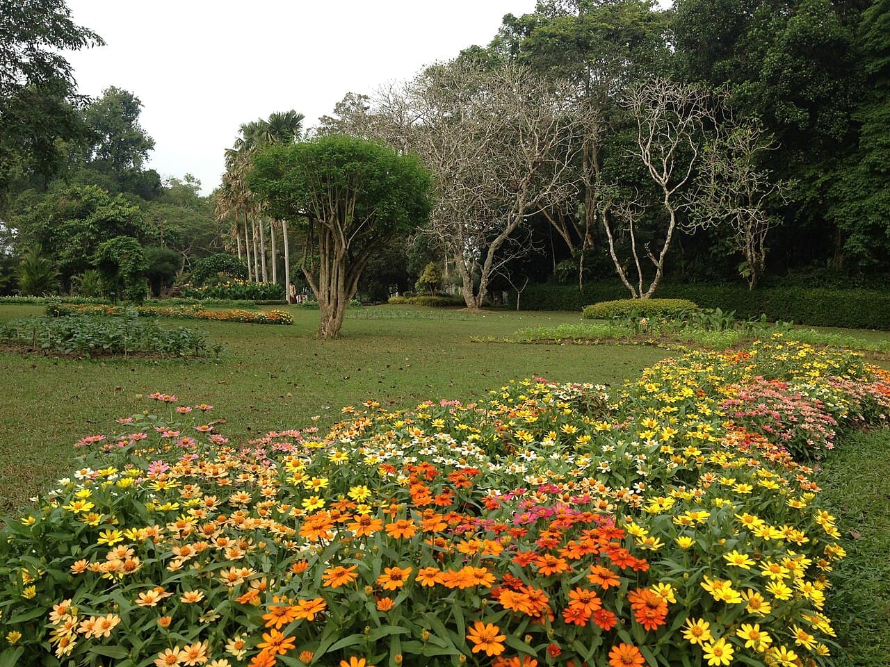 Gampaha Botanical Garden, showcasing a variety of palm species and tropical plants
