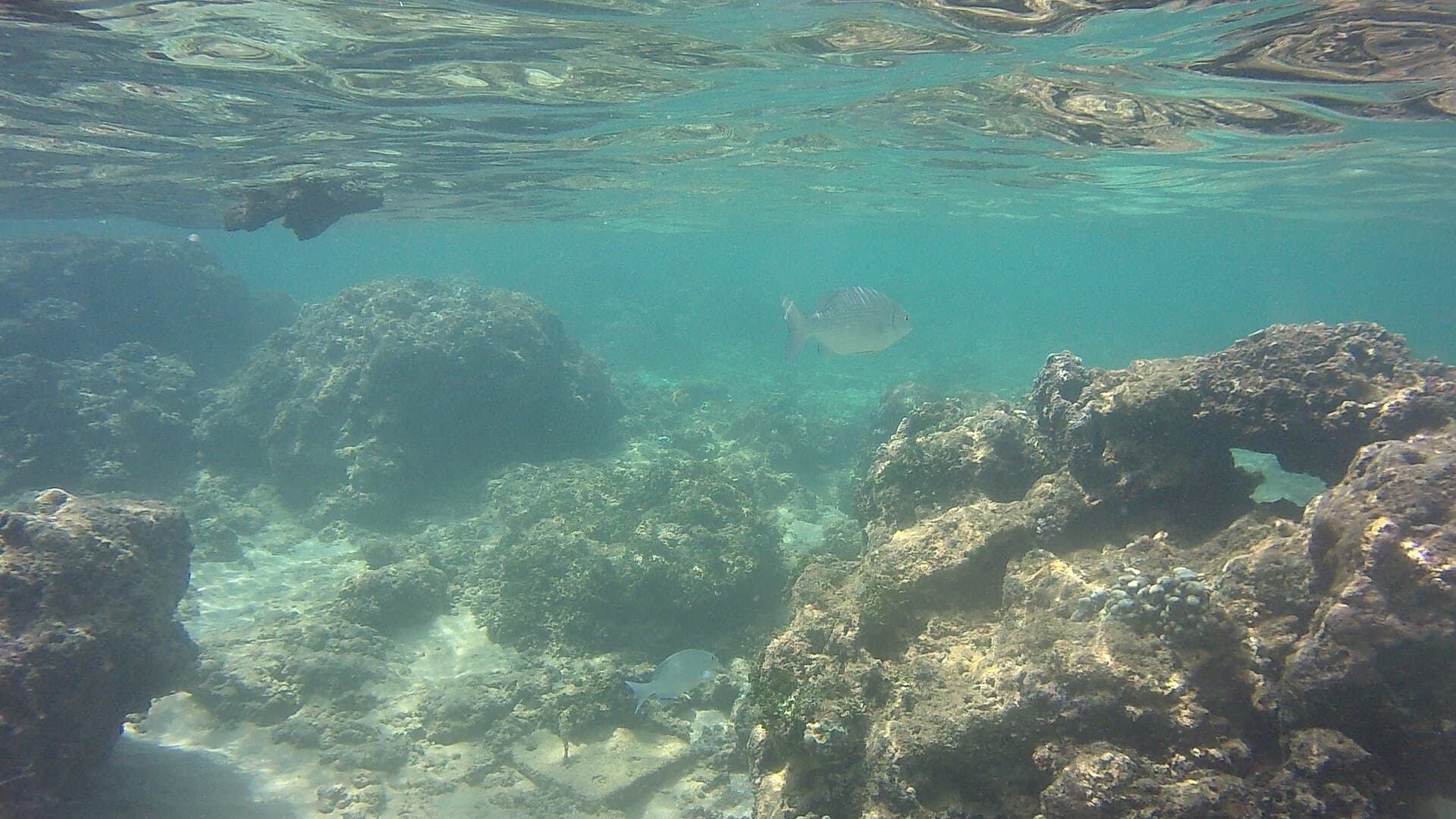 Coral and reef fish at Hikkaduwa National Park, southwest Sri Lanka