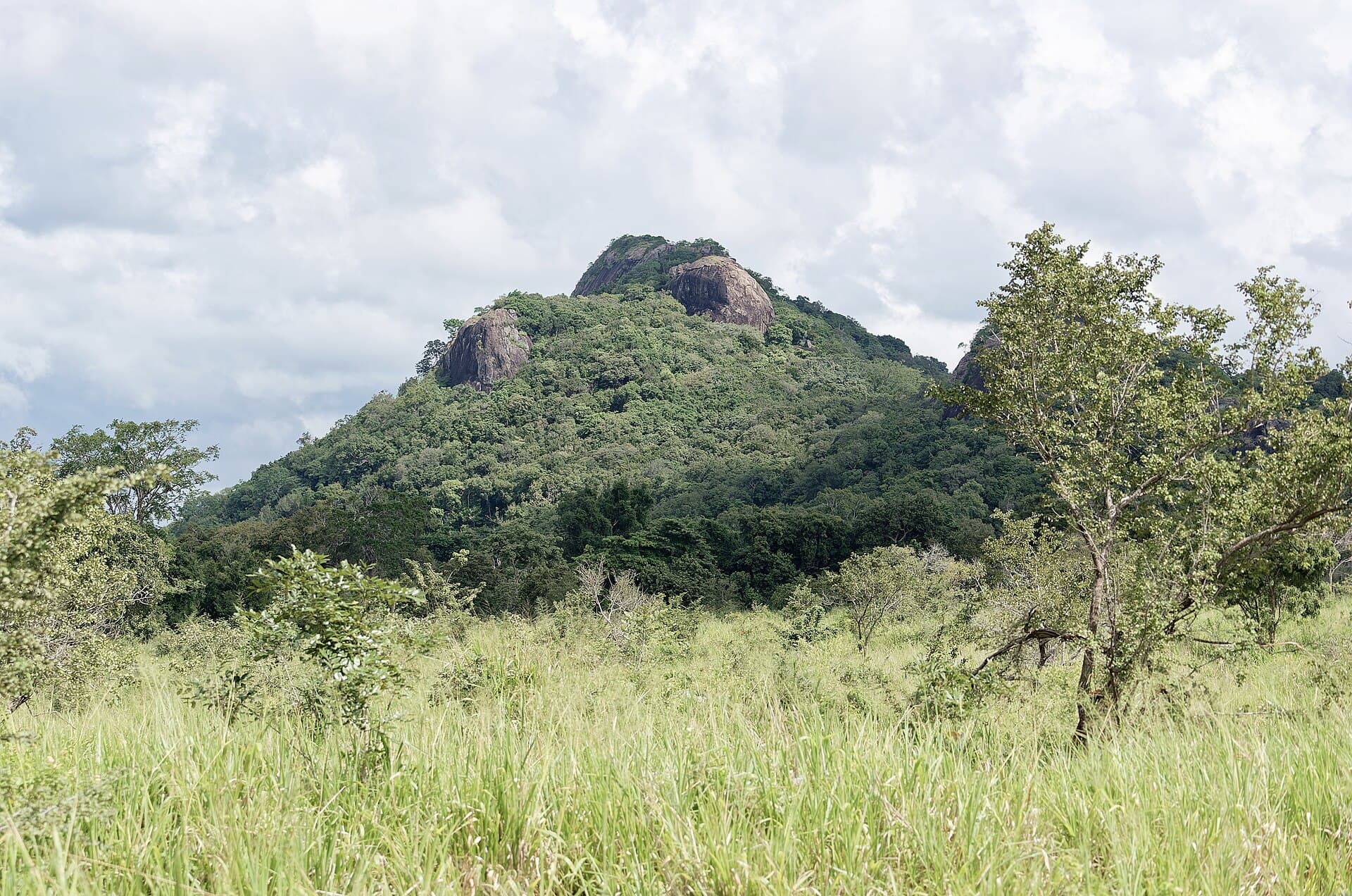 Elephants in the Hurulu Eco Park, a national park in Sri Lanka