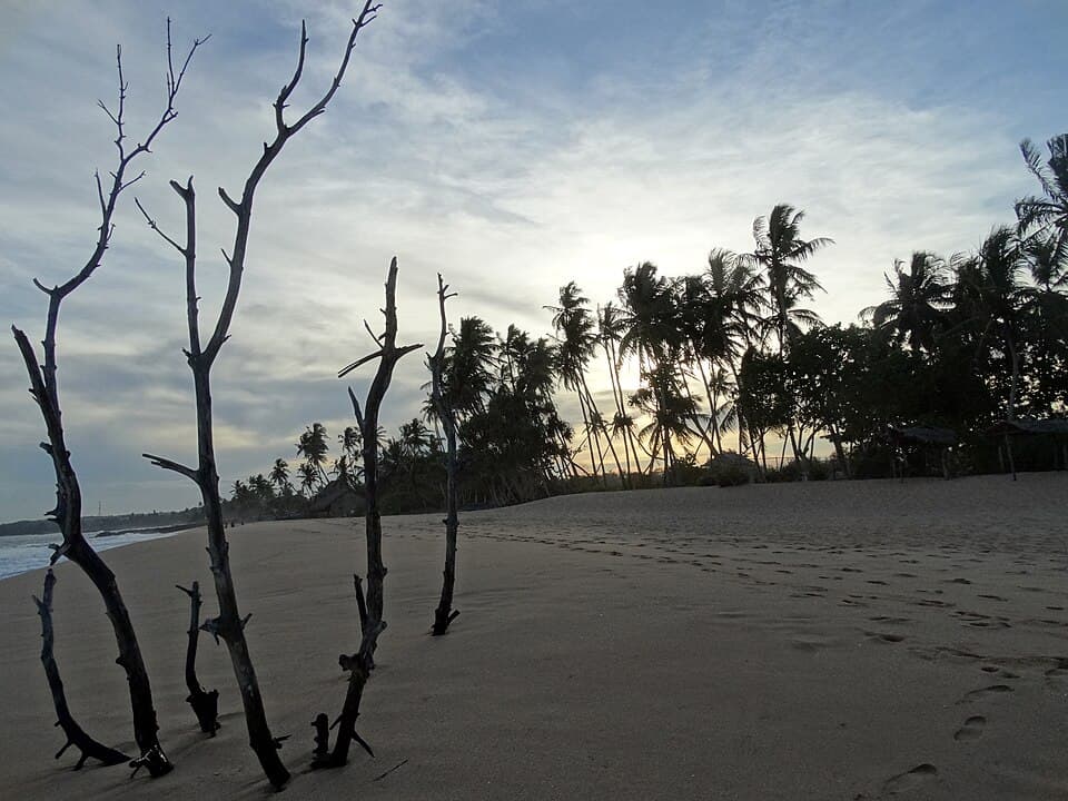 Dead trees on the sand at Marakolliya Beach near Tangalle at dusk