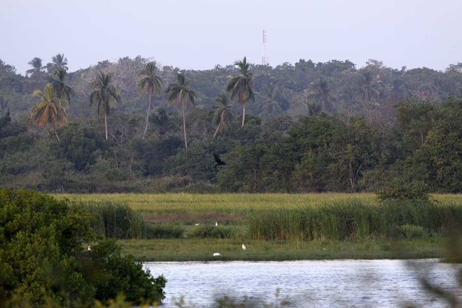 The Rekawa lagoon and wetland near Tangalle