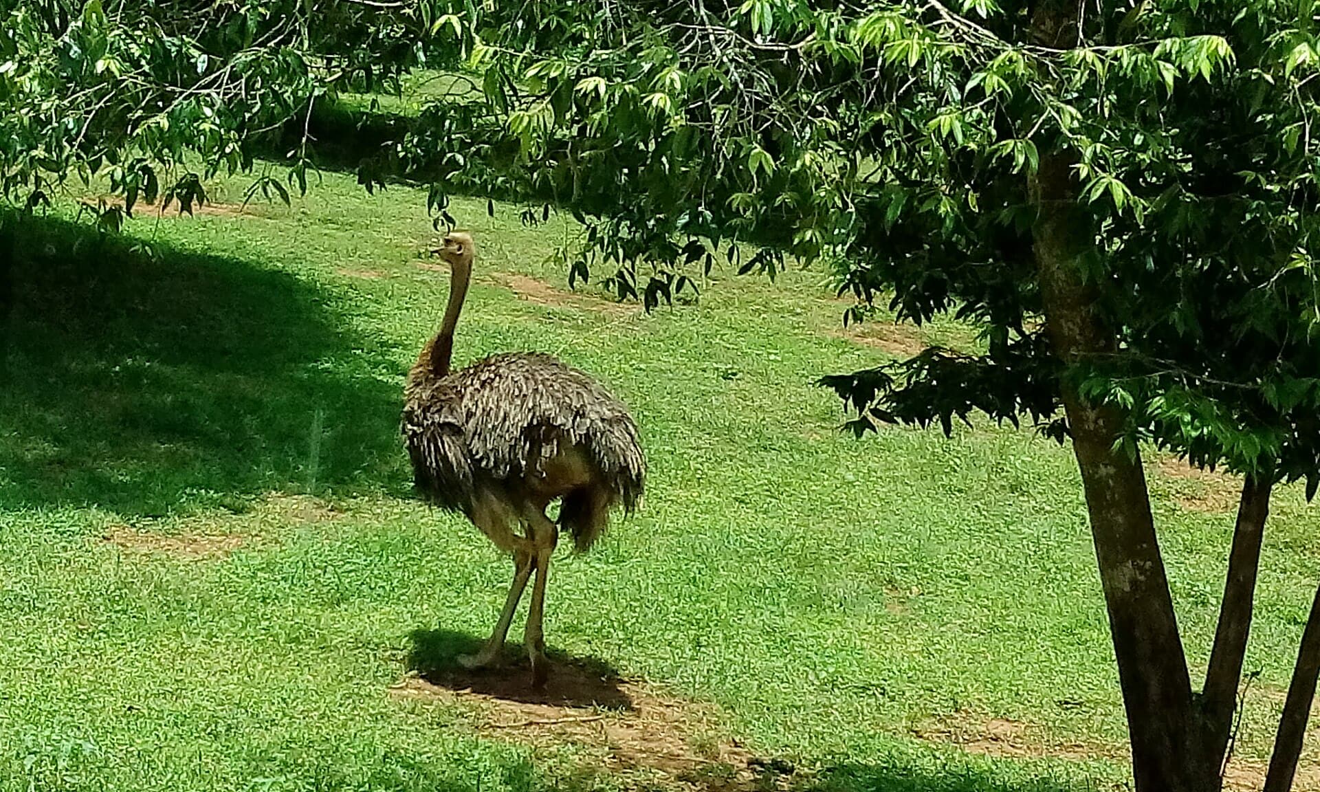 Open grassland in the Ridiyagama Safari Park near Hambantota