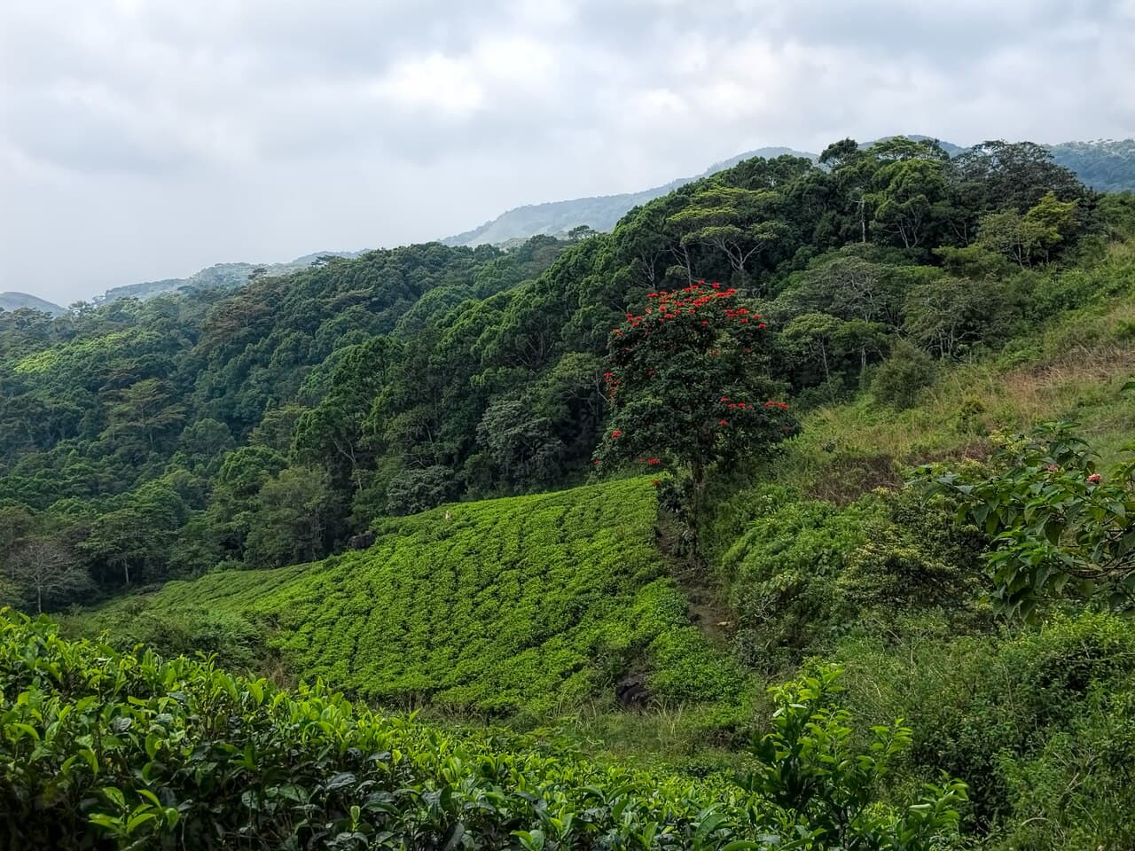 Sinharaja Forest Reserve, Sri Lanka's largest lowland rainforest