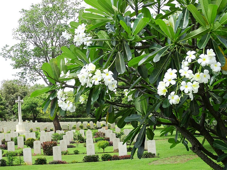 Rows of white headstones under a frangipani tree at Trincomalee War Cemetery