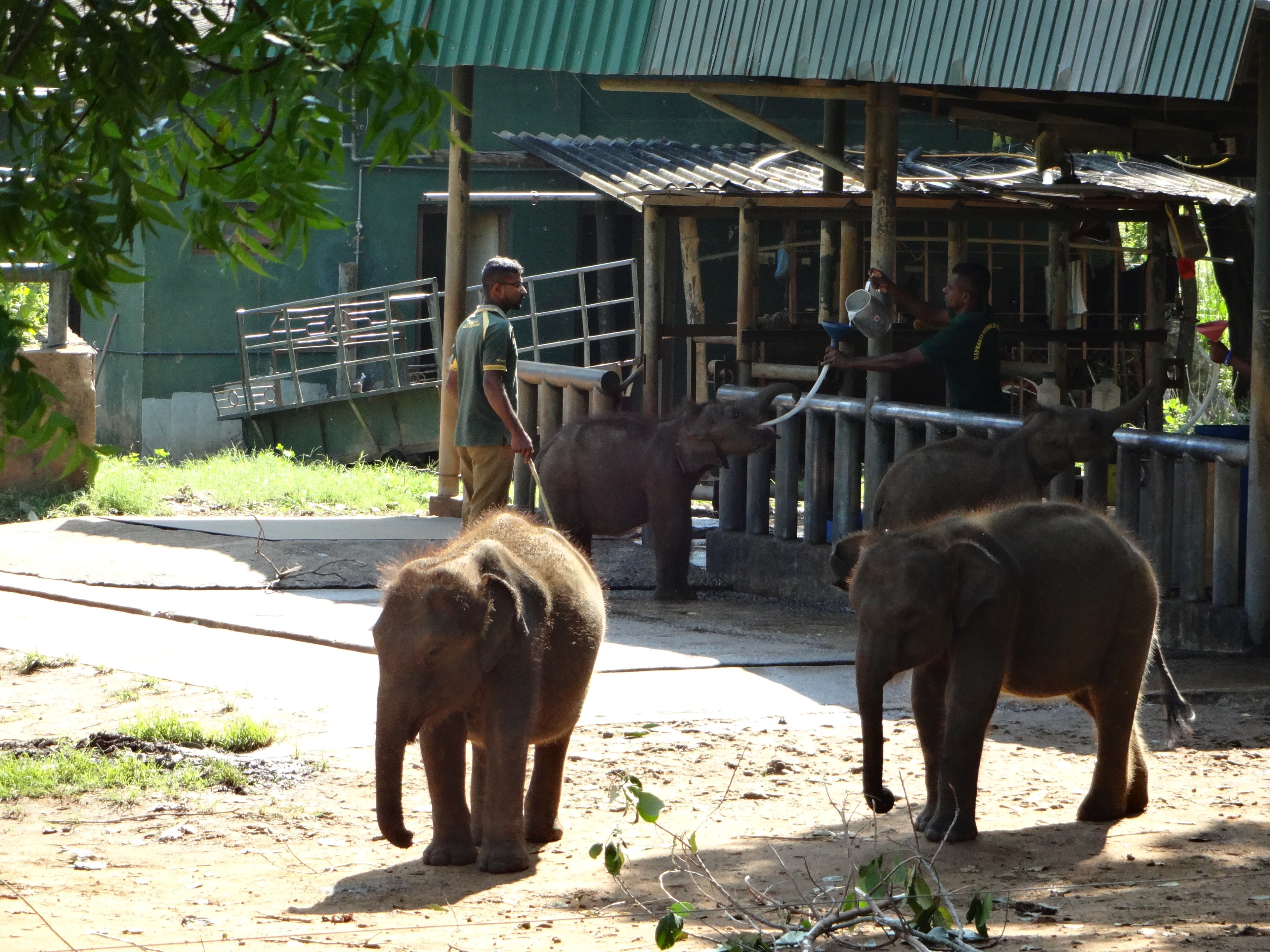 Young elephants being fed at Udawalawe Elephant Transit Home