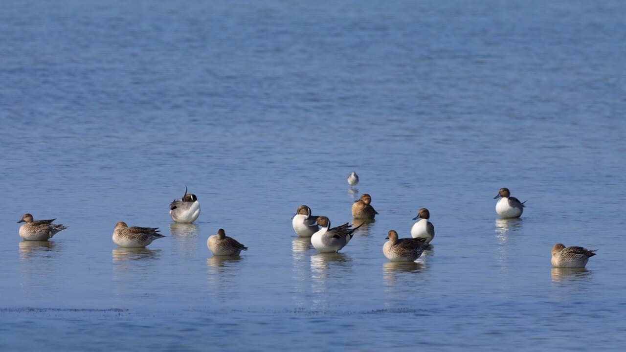 Northern pintail ducks resting in the shallow lagoon of Vankalai Sanctuary near Mannar