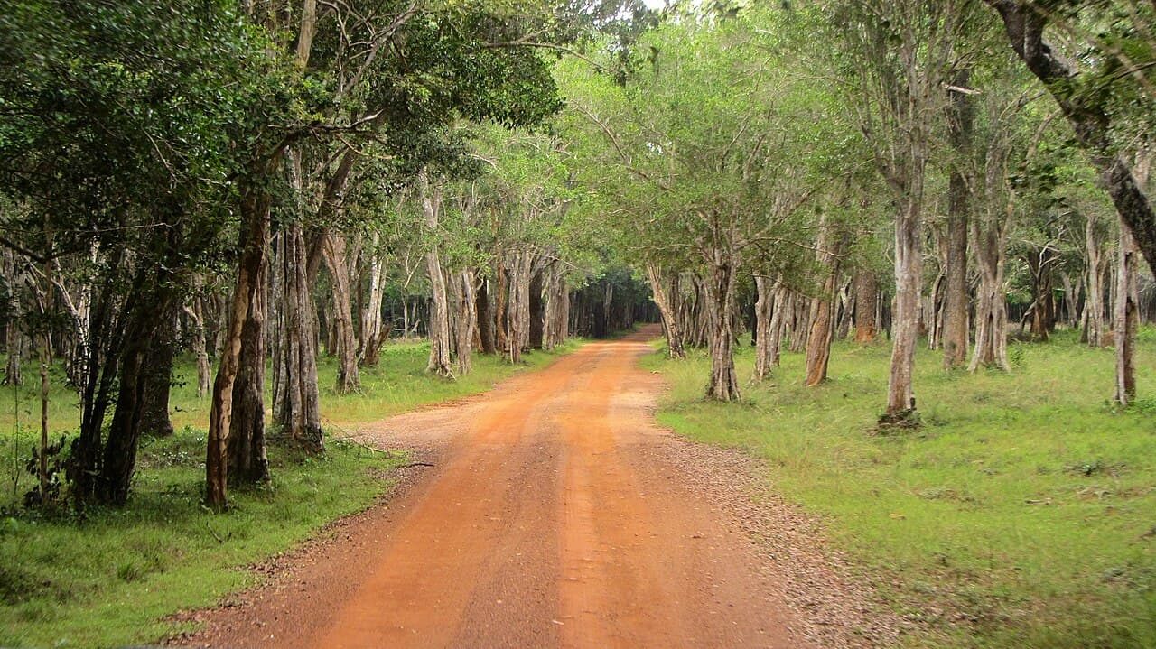 A villu lake ringed by scrub forest in Wilpattu National Park