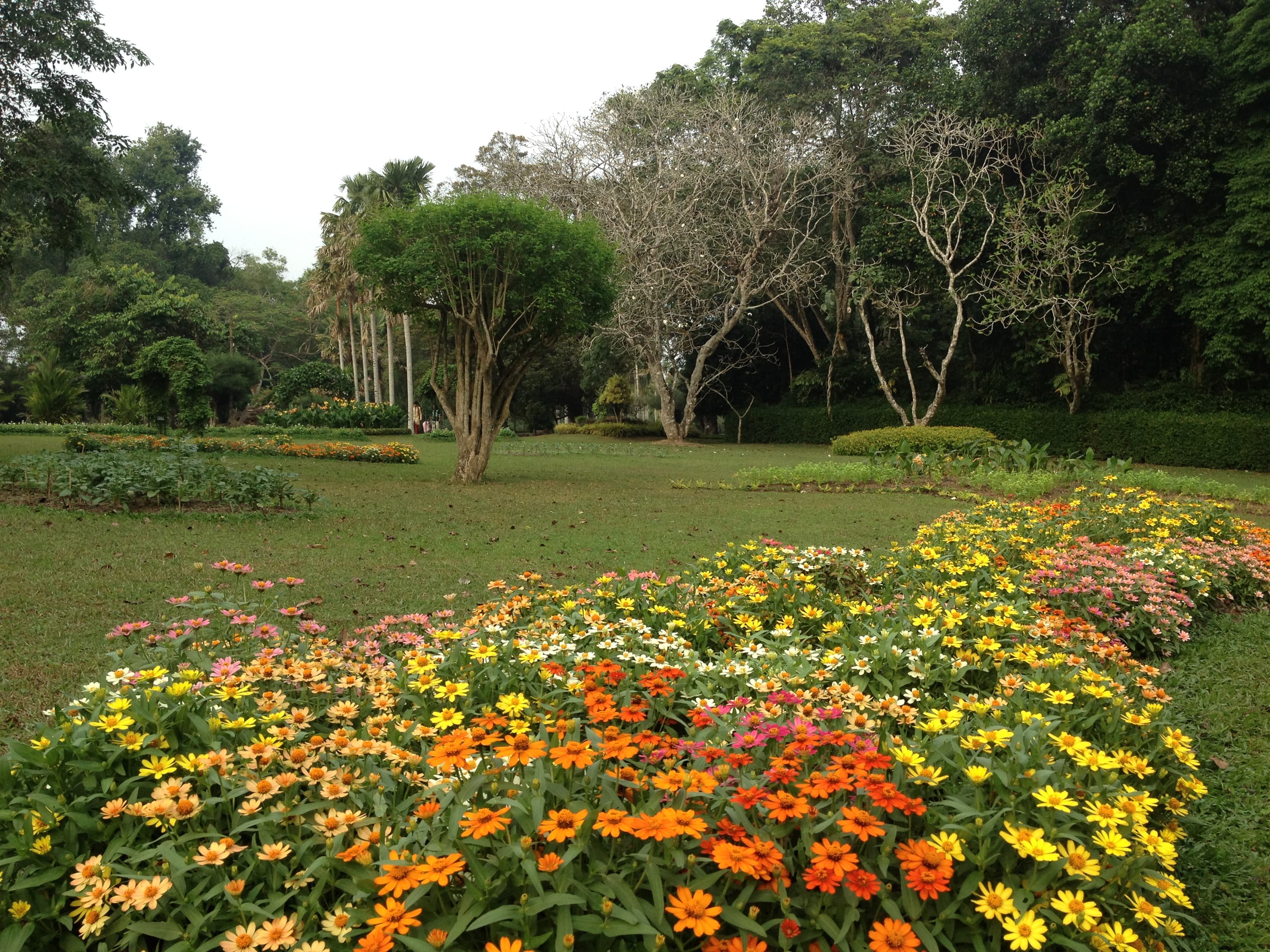 Gampaha Botanical Garden, showcasing a variety of palm species and tropical plants