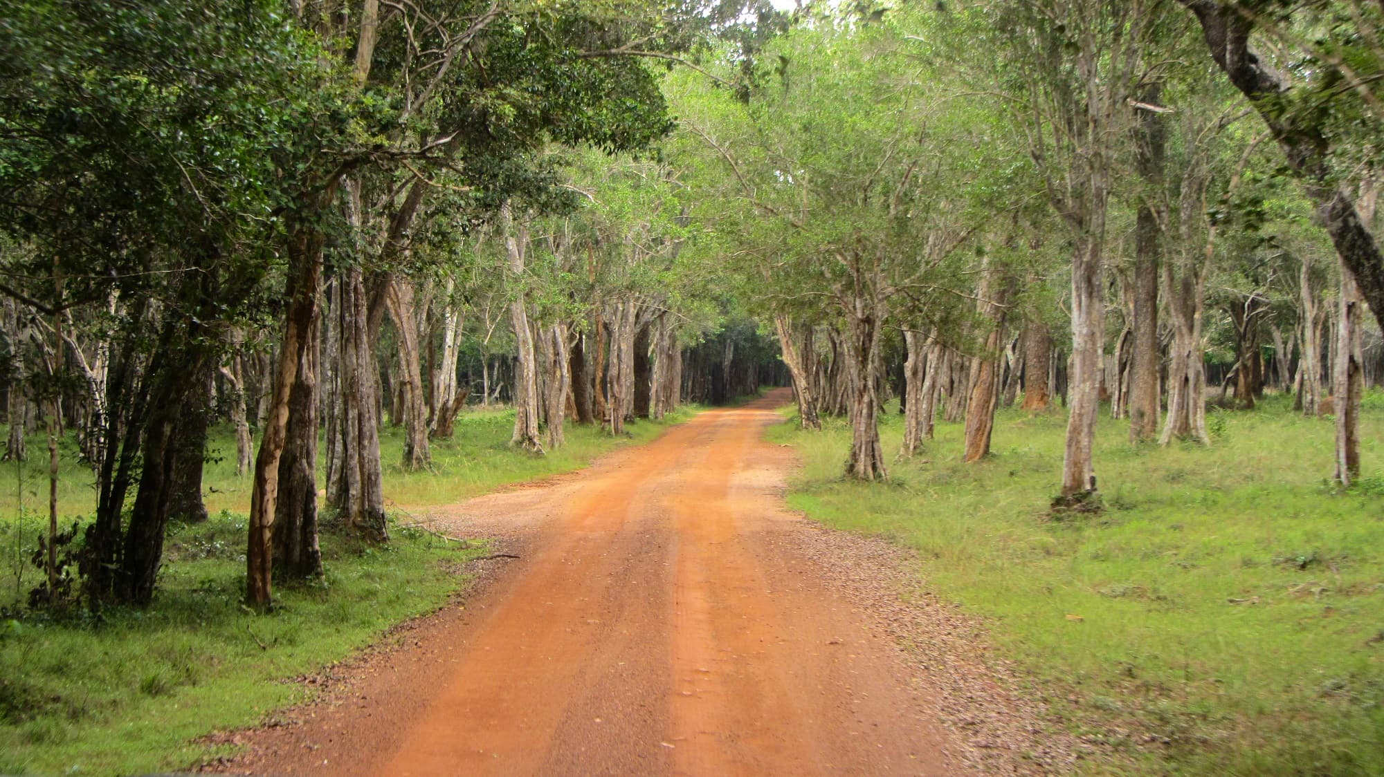 A villu lake ringed by scrub forest in Wilpattu National Park