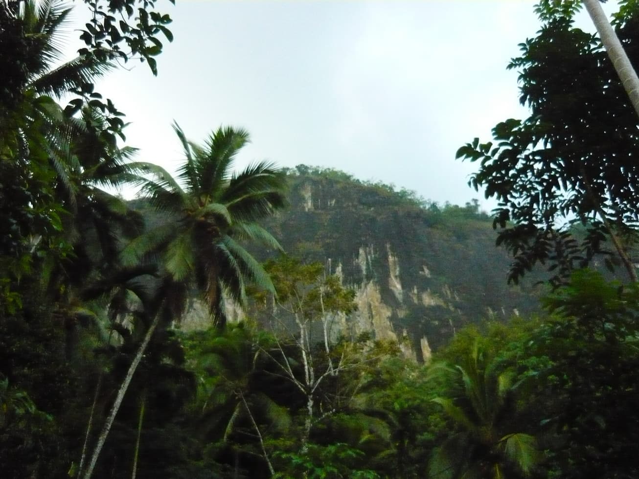 The forested rock outcrop that holds Fa Hien Cave, seen from the path below