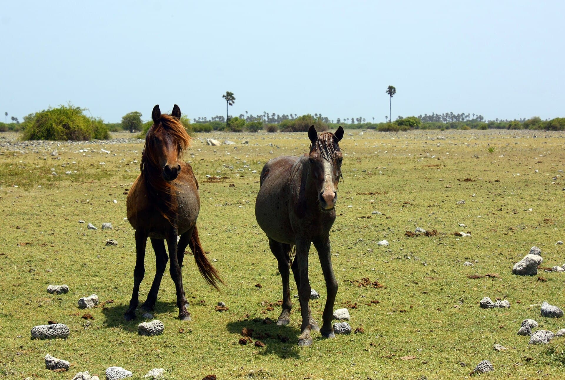 Feral ponies on the coral grassland of Delft Island