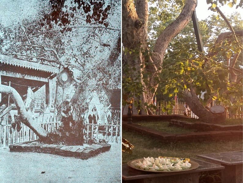 The Jaya Sri Maha Bodhi tree on its gilded terrace in Anuradhapura